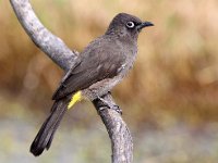 kaapse tiptol  Cape Bulbul - Frieda Prinsloo 2014 : jan